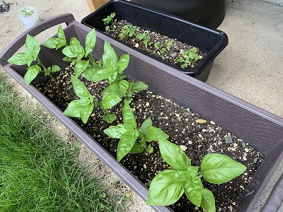 21年 ダイソーの種で野菜とハーブを収穫するまでの記録 87diary